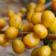Jika dipetik maka buah kopi fisik  biji abu-abu sampai hitam pucat.