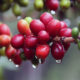 Pemetikan yang paling tepat pada  kondisi ini fisik buah merah segar  dan sehat.