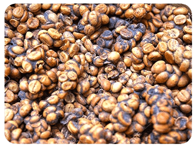 product - luwak